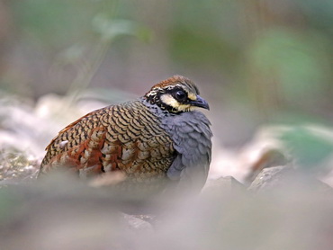 Taiwan Partridge