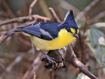 Taiwan Tit