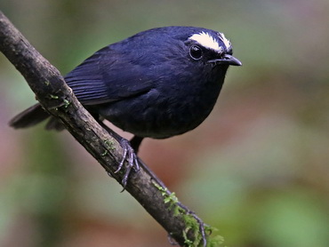 White-browed Shortwing on Doi Inthanon
