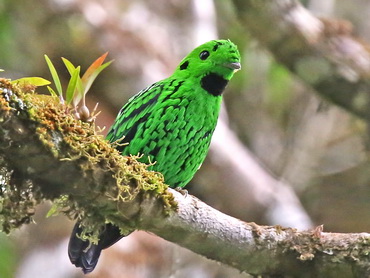 Whitehead's Broadbill Mt Kinabalu