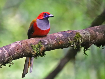 Whitehead's Trogon on Borneo