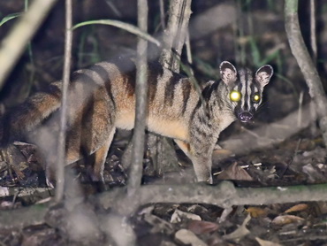 Banded Civet at Kinabatangan