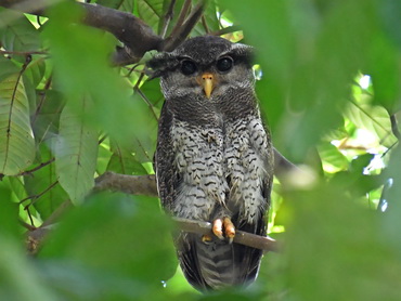 Barred Eagle Owl at Sepilok