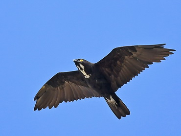 Bat Hawk on the Kinabatangan River