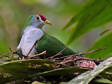 Beautiful Fruit-dove