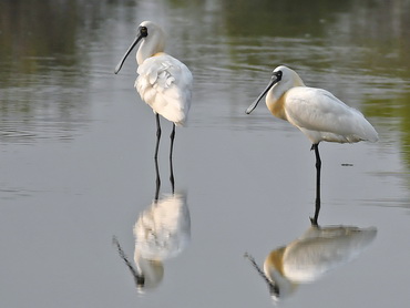 Black-faced Spoonbills in Taiwan