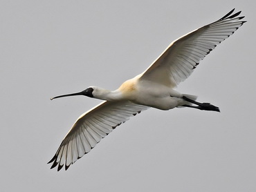 Black-faced Spoonbill in Taiwan