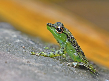 Black-spotted Rock Skipper