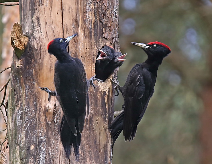 Black Woodpecker - Zwarte Specht