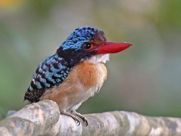 Bornean Banded Kingfisher at Sepilok