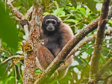 Bornean Gibbon at Tawau Hills