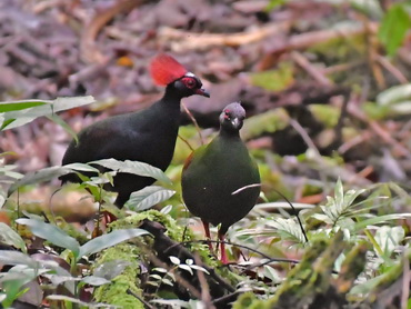 Crested Partridge or Roulroul