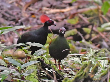 Crested Partridge or Roulroul