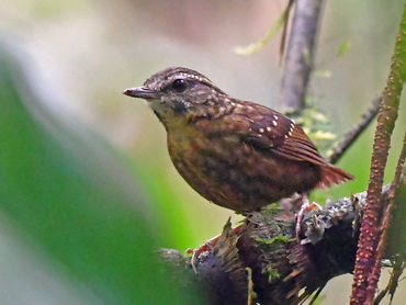 Eye-browed Wren Babbler