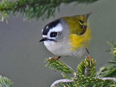 Taiwan Flamecrest at Yushan