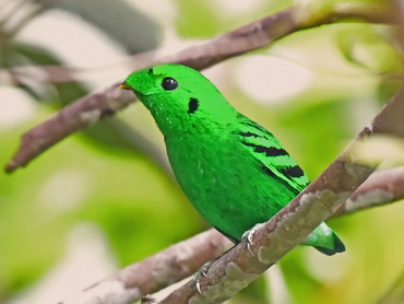 Green Broadbill