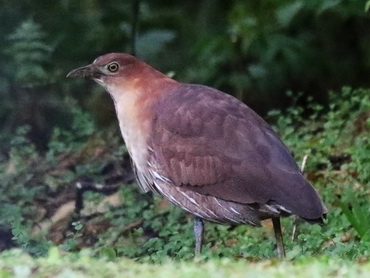 Japanese Night-Heron near Davao