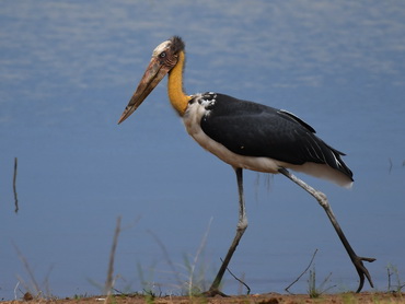 Lesser Adjutant