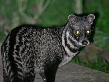 Malayan Civet at Kinabatangan