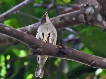 Malaysian Honeyguide