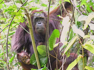 Orangutan at Gomantong
