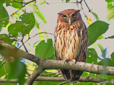 Philippine Eagle Owl at Angono