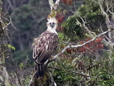 Philippine Eagle