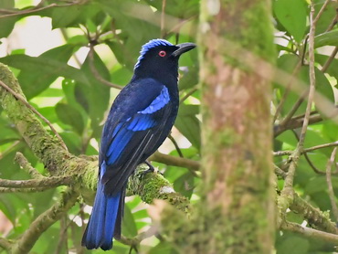 Philippine Fairy Bluebird