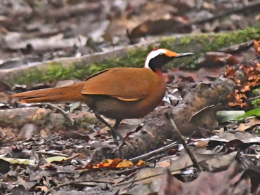 Malaysian Rail Babbler