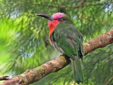 Red-bearded Bee-eater in Malaysia