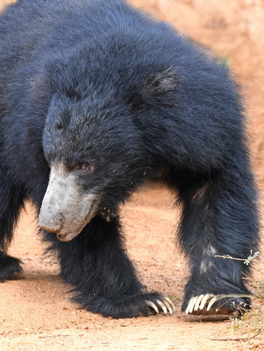 Sloth Bear at Yala NP