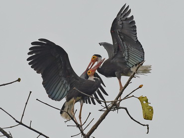 Storm's Stork at Kinabatangan