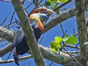 Sumba Hornbill