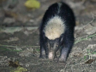 Sunda Stink Badger - Skunk