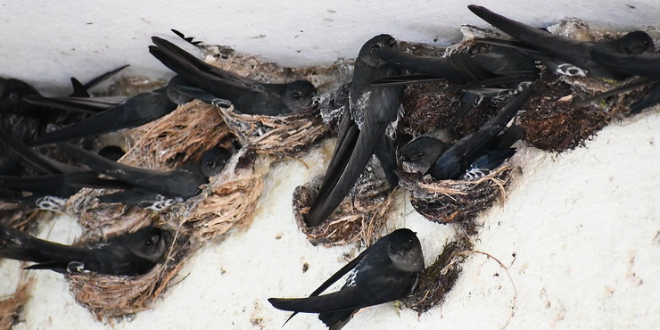 Glossy Swiftlet colony