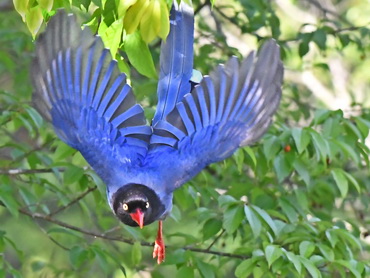 Taiwan Blue Magpie