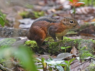 Three-striped Ground Squirrel