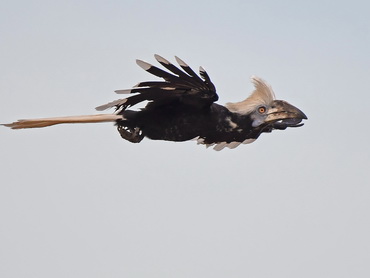 White-crowned Hornbill