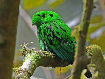 Whitehead's Broadbill on Mount Kinabalu