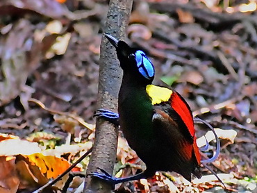 Wilson's Bird of Paradise on Waigeo