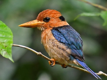 Yellow-billed Kingfisher