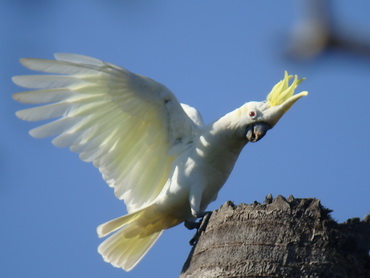 Yellow-crested Cockatoo on Komodo