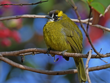 Yellow-eared Bulbul at Horton Plains