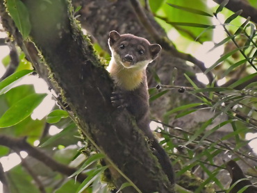 Yellow-throated Marten