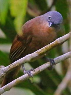 endemic Ashy-headed Laughingthrush