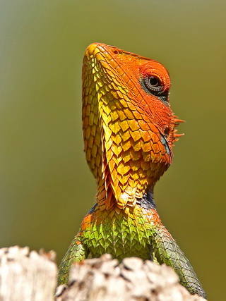 Common Green Forest Lizard