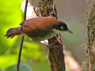 Dark-fronted Babbler