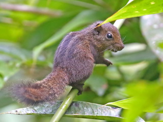 Dusky Palm Squirrel Dusky Palm Squirrel