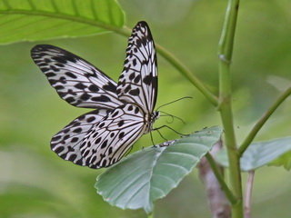 Forest Nymph Forest Nymp