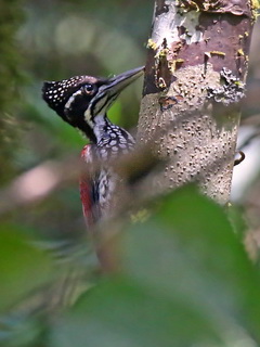 Greater Sri Lanka Flameback